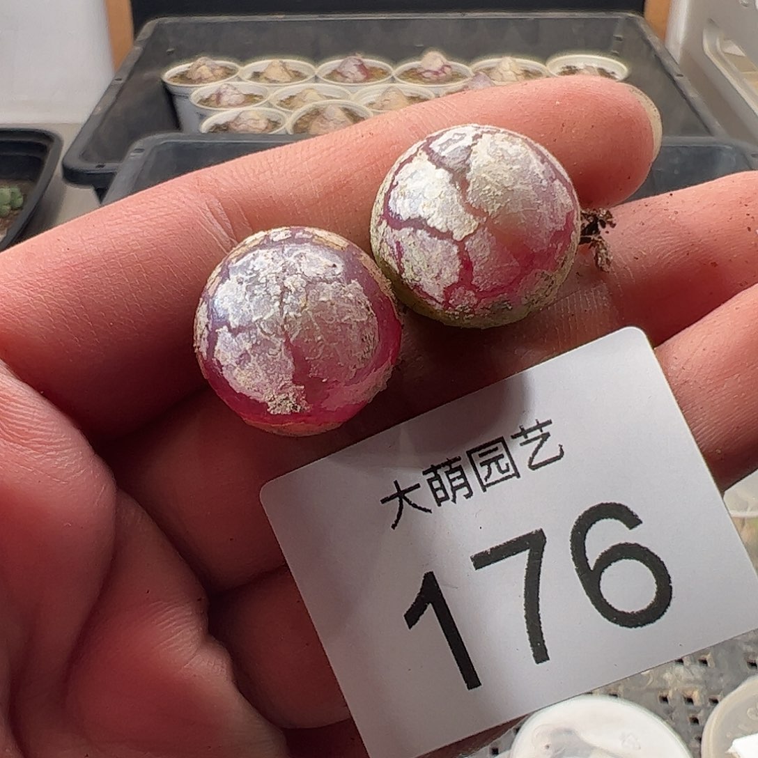一物一拍。      176