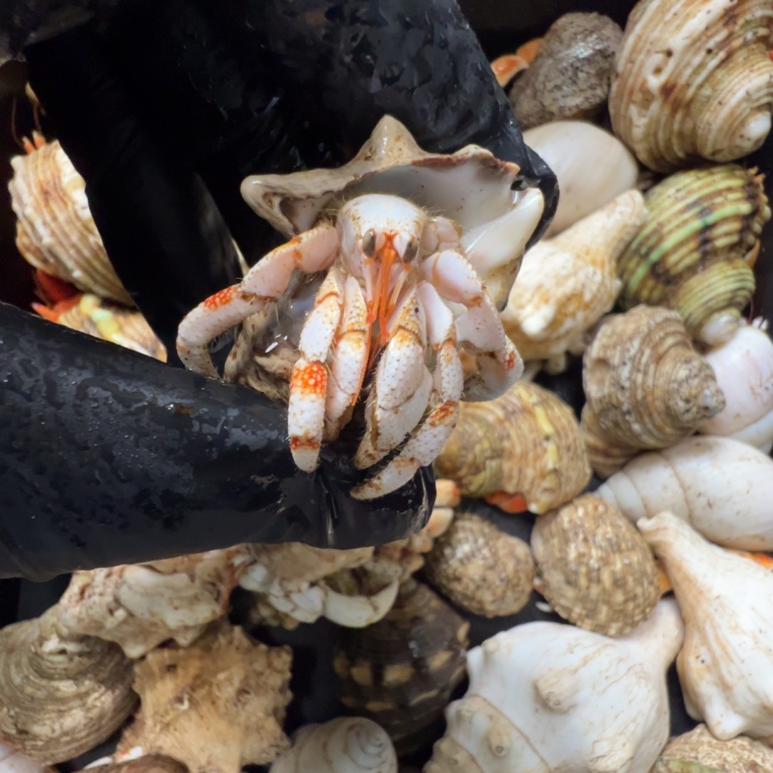 1.80 口径白草白橘配色