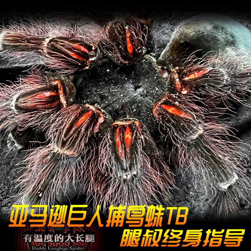 腿叔~亚马逊巨人食鸟蛛TB长毛种世界上最大的食鸟蛛之一宠物蜘蛛
