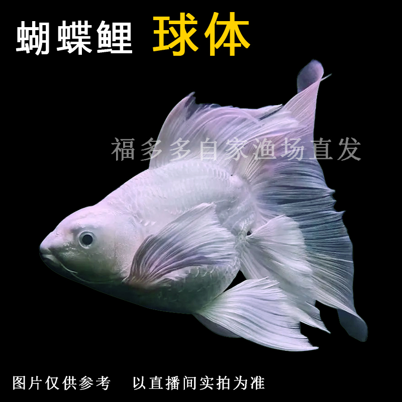 1【精品蝴蝶鲤红.白.黑色】10~40厘米（一物一拍）