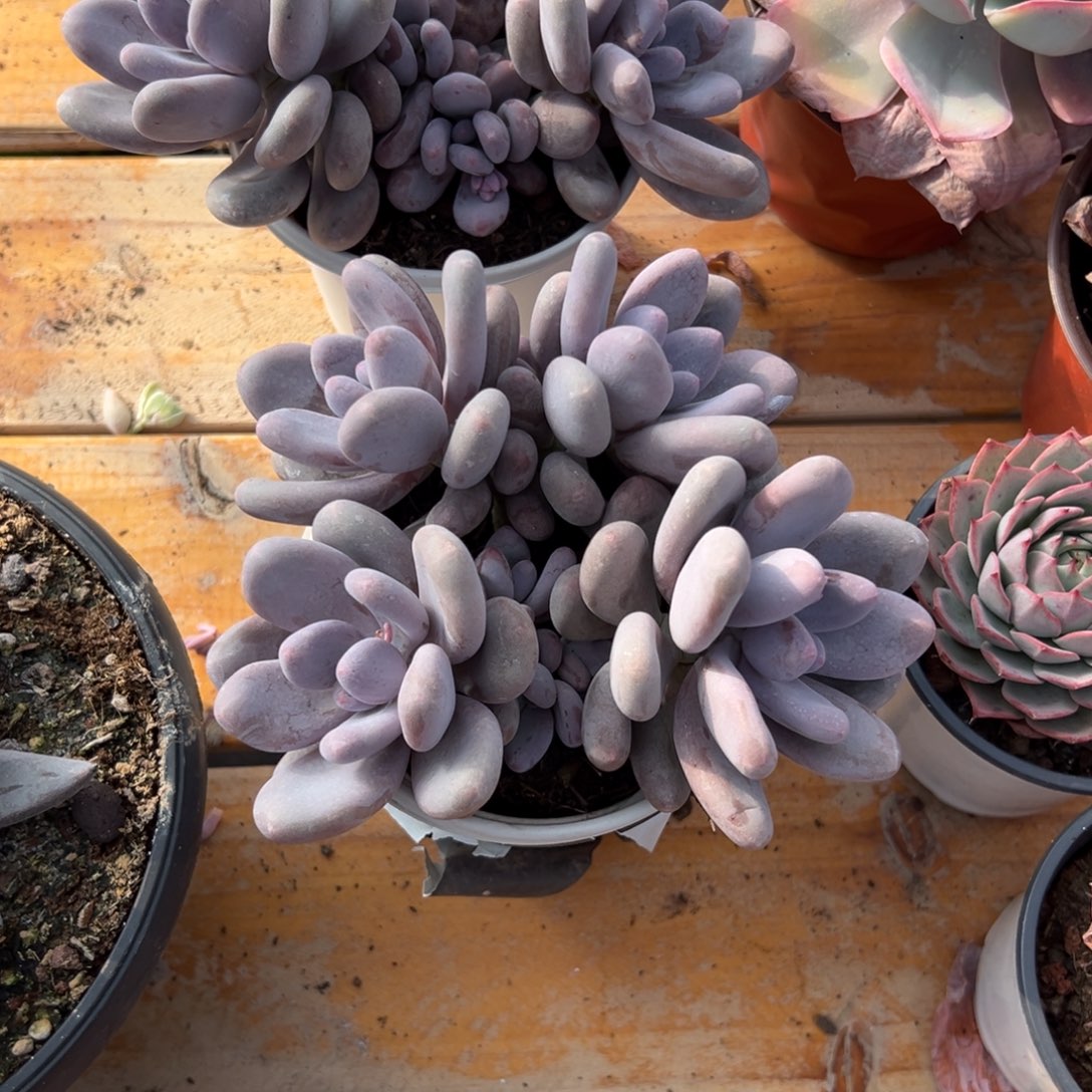 多肉大叶奶【非偏远地区满18包邮】