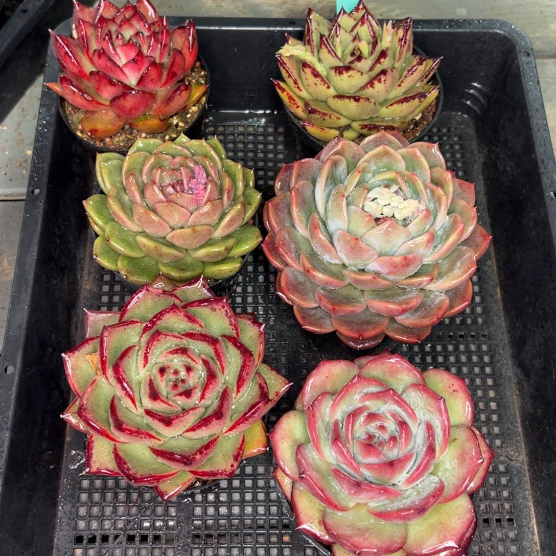 从前慢多肉精选编号0122.179