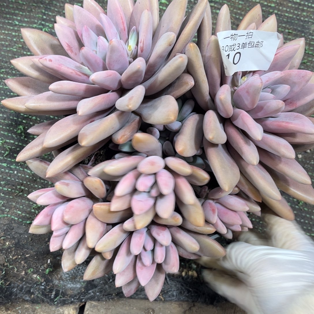 是***呀810芭比粉多肉植物～