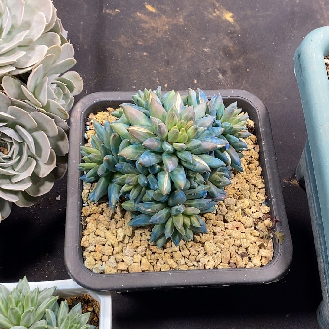 酸奶多肉 1128-089