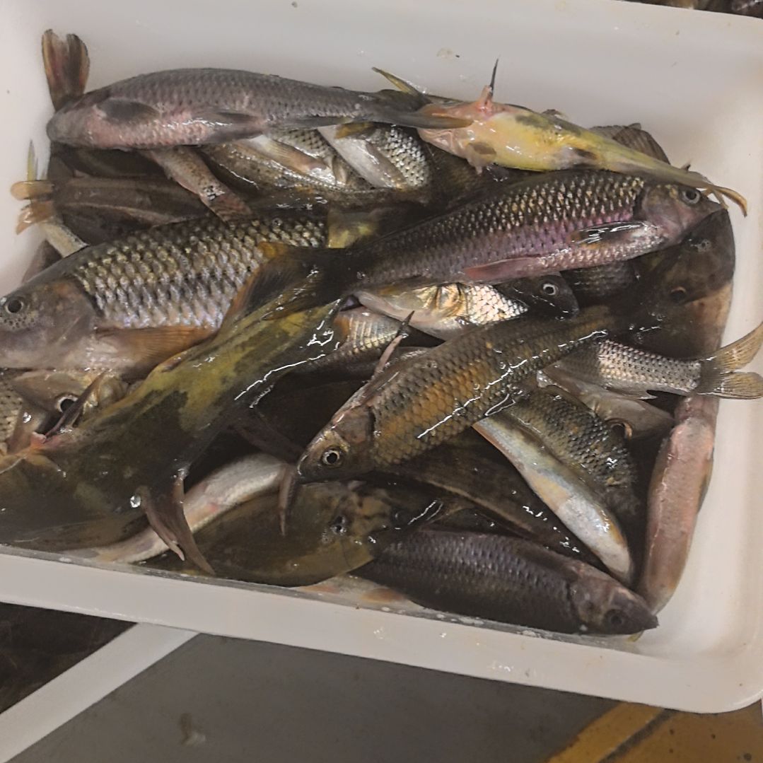 石台小李代购杂鱼2.5斤