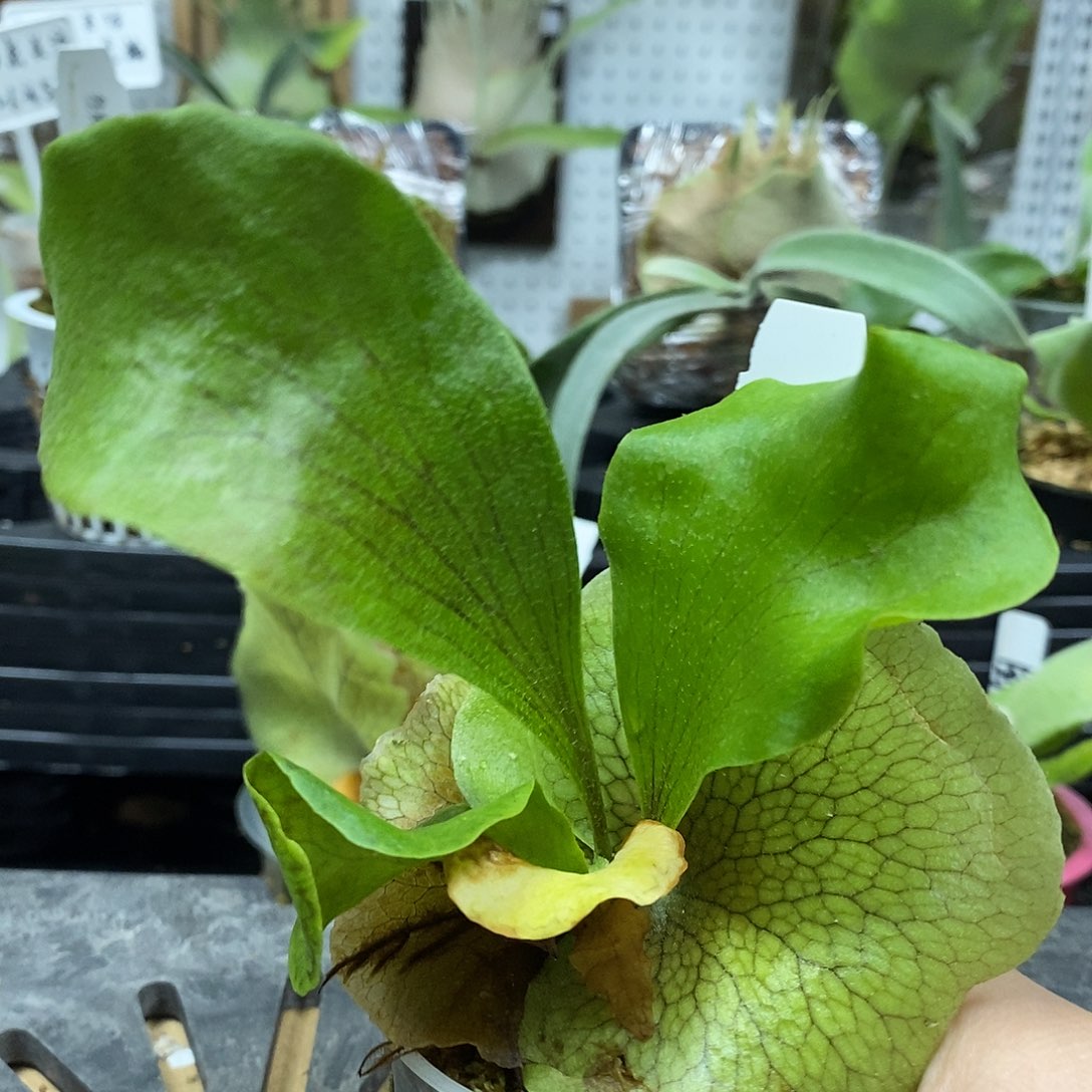 无花朵风神鹿角蕨