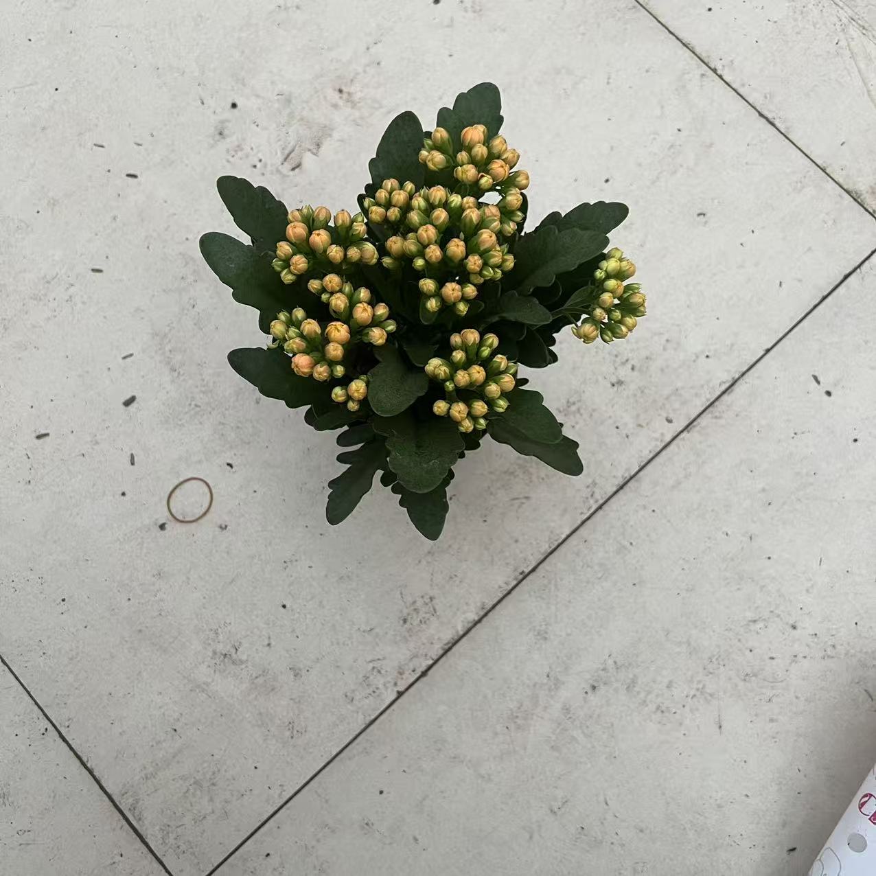 洛桑女神长寿盆栽