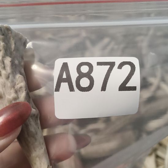 ༄***࿐鹿角鹿角鹿角鹿角鹿角