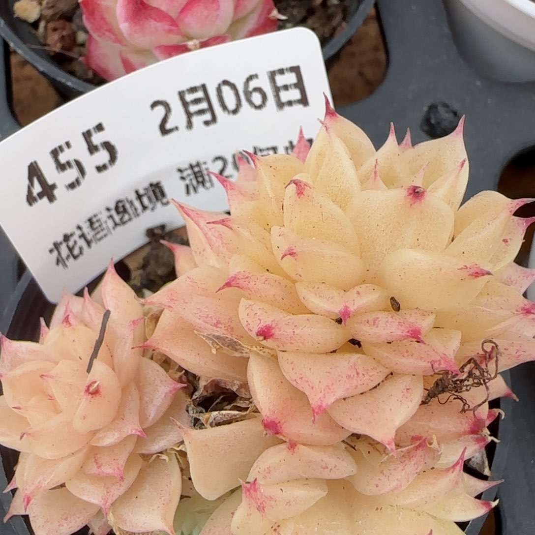 花语逸镜0206-455
