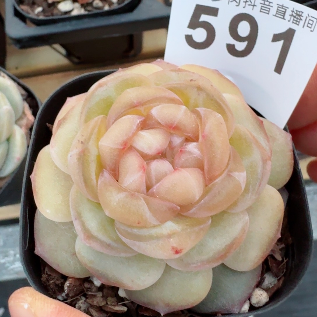 嫦娥         精品多肉