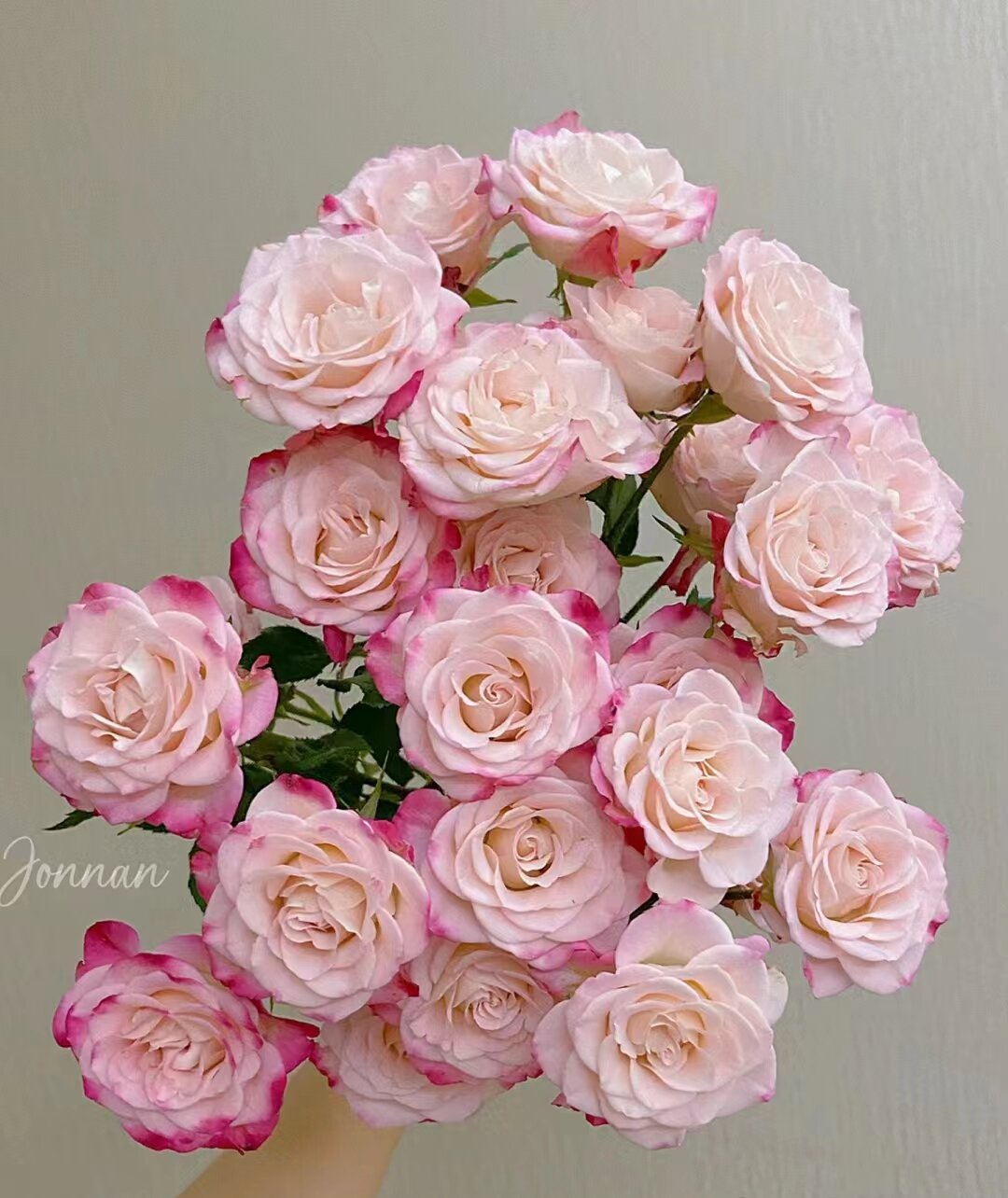 折射多头玫瑰    相同地址任意两单送配草一束