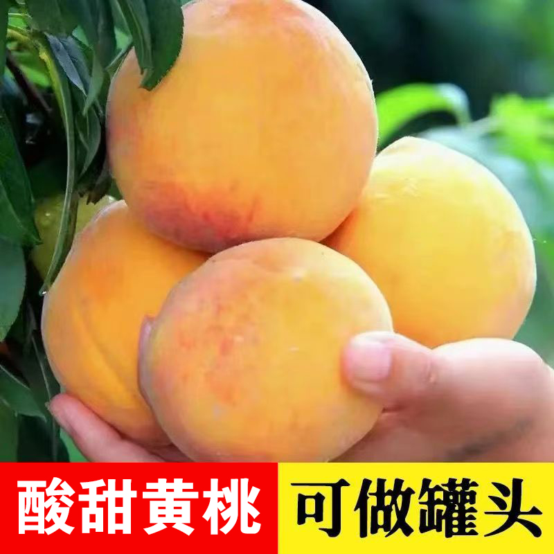 【顺丰包邮】正宗金童5号黄桃新鲜孕妇水果桃子 可做罐头  口感偏酸