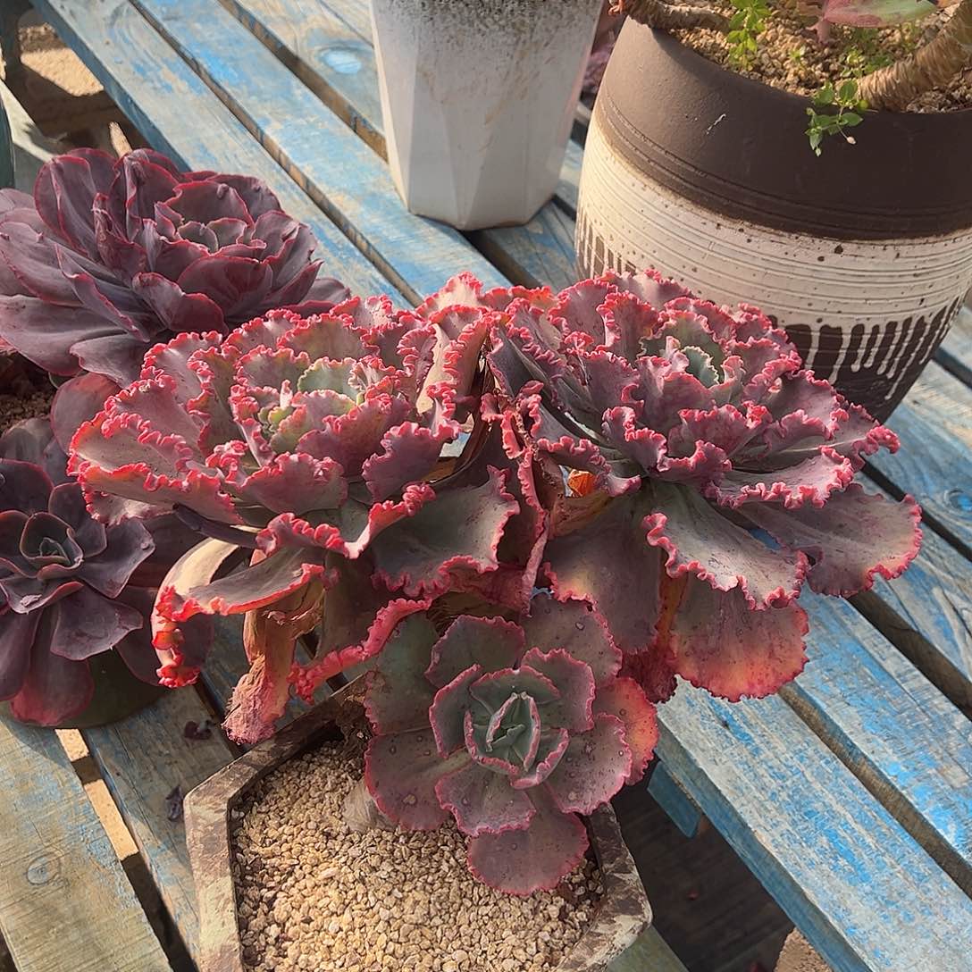 舞会红裙裸根发货