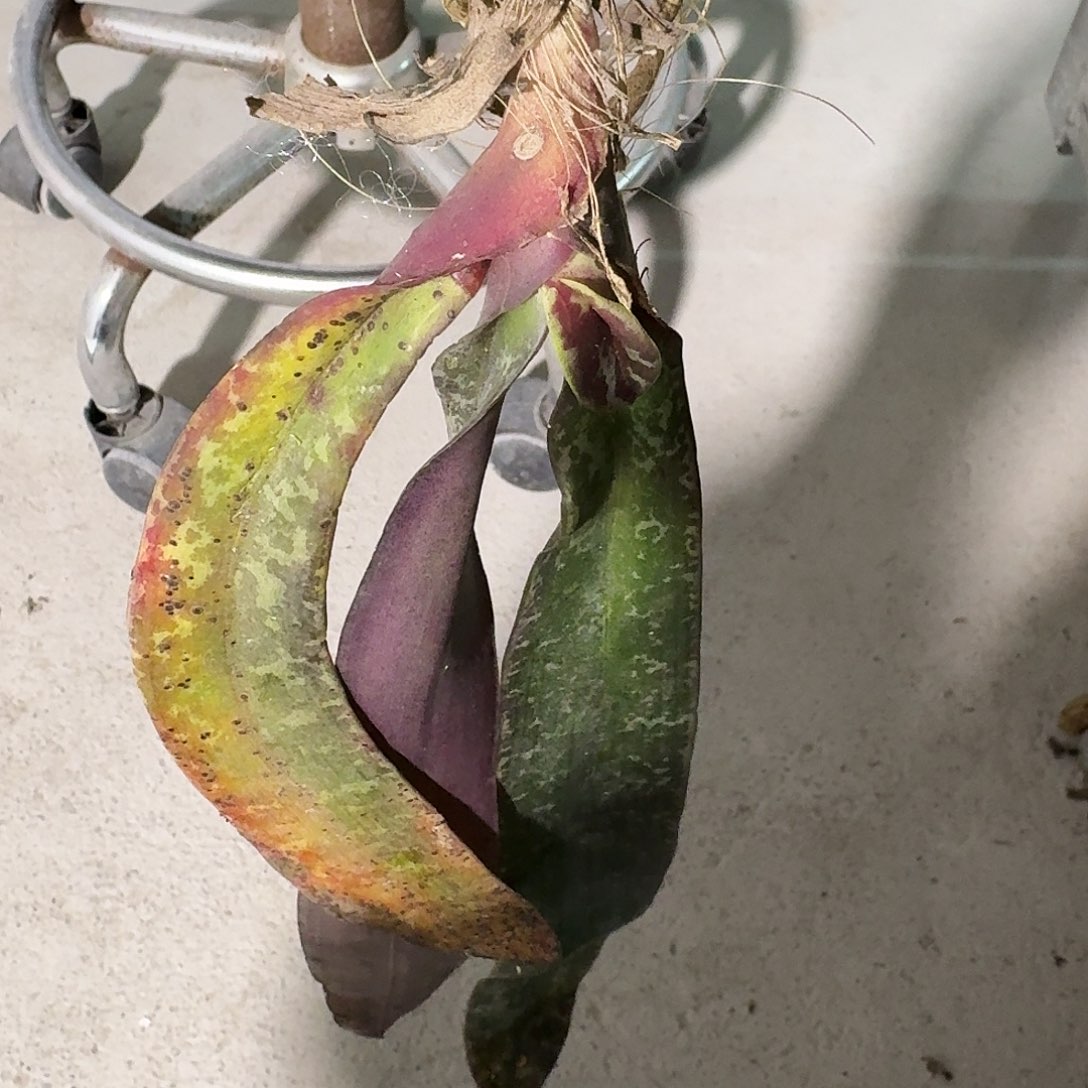 完全开放做***猫蝴蝶兰