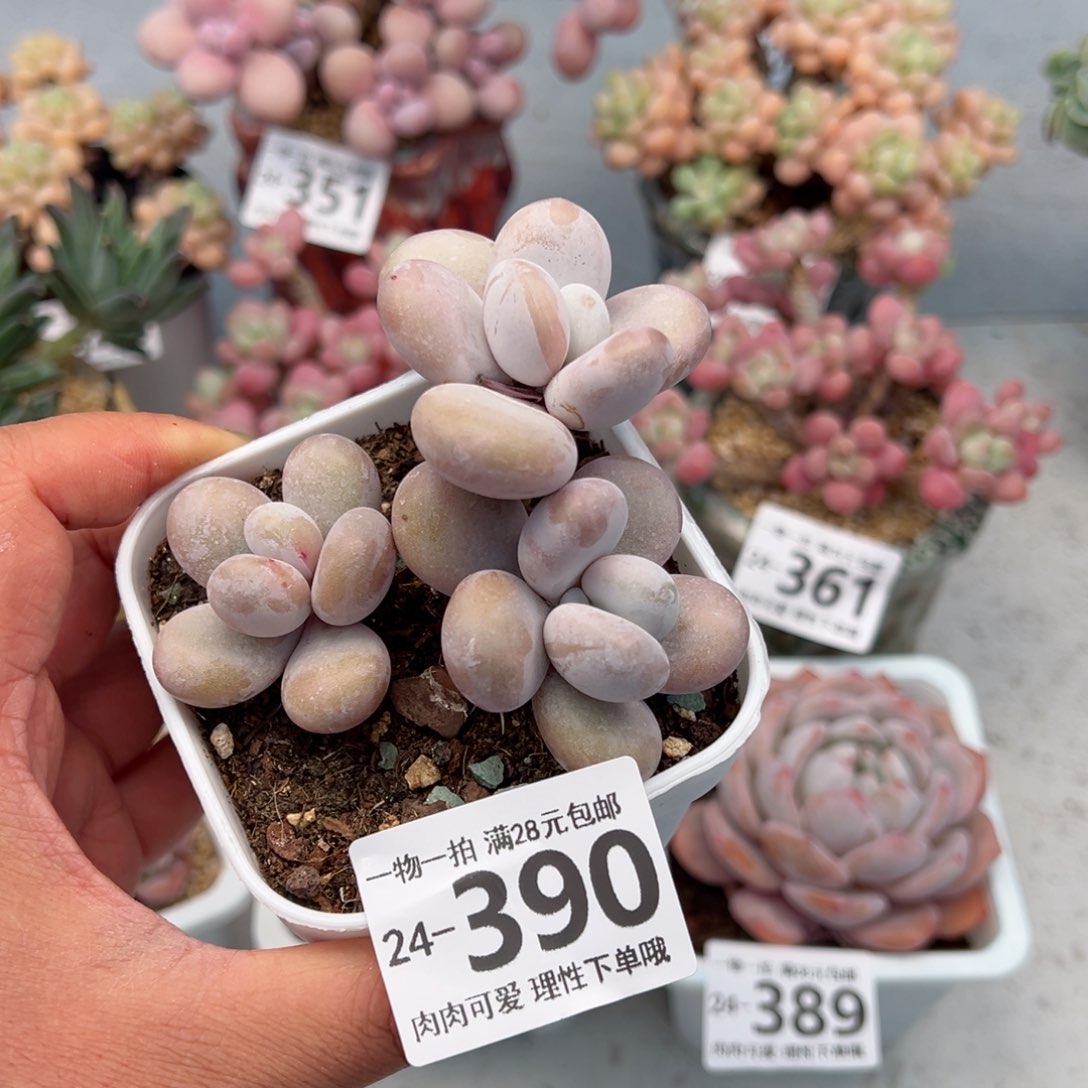 奶酪多肉多肉多肉多肉