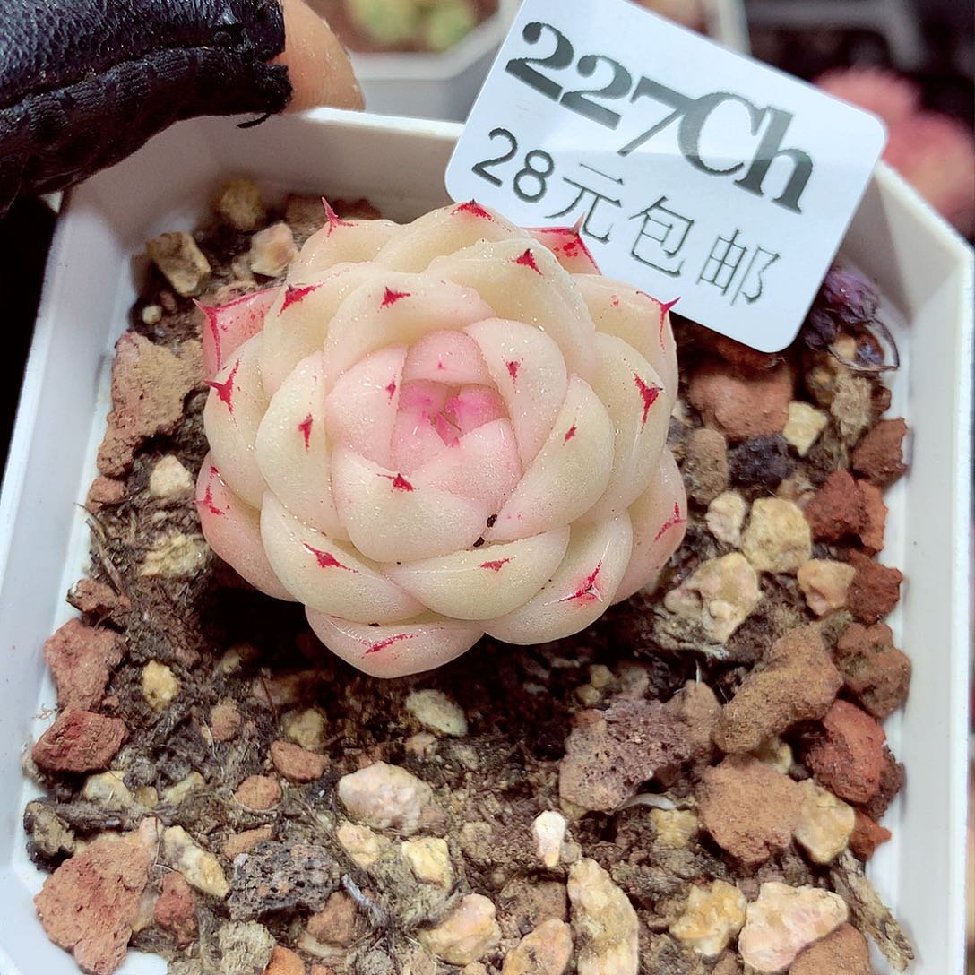 5厘米盆精控多肉227