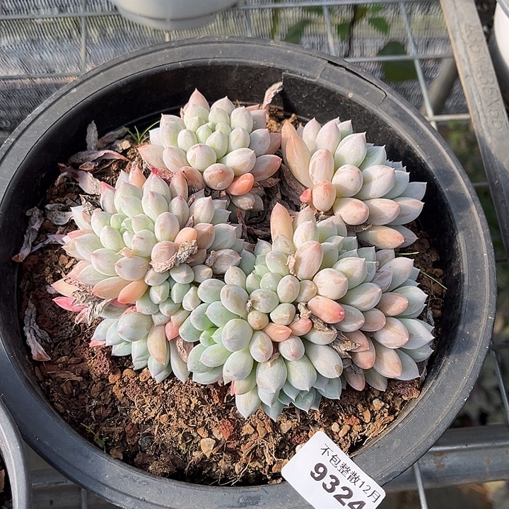 阿雅园艺。        9324奶糖