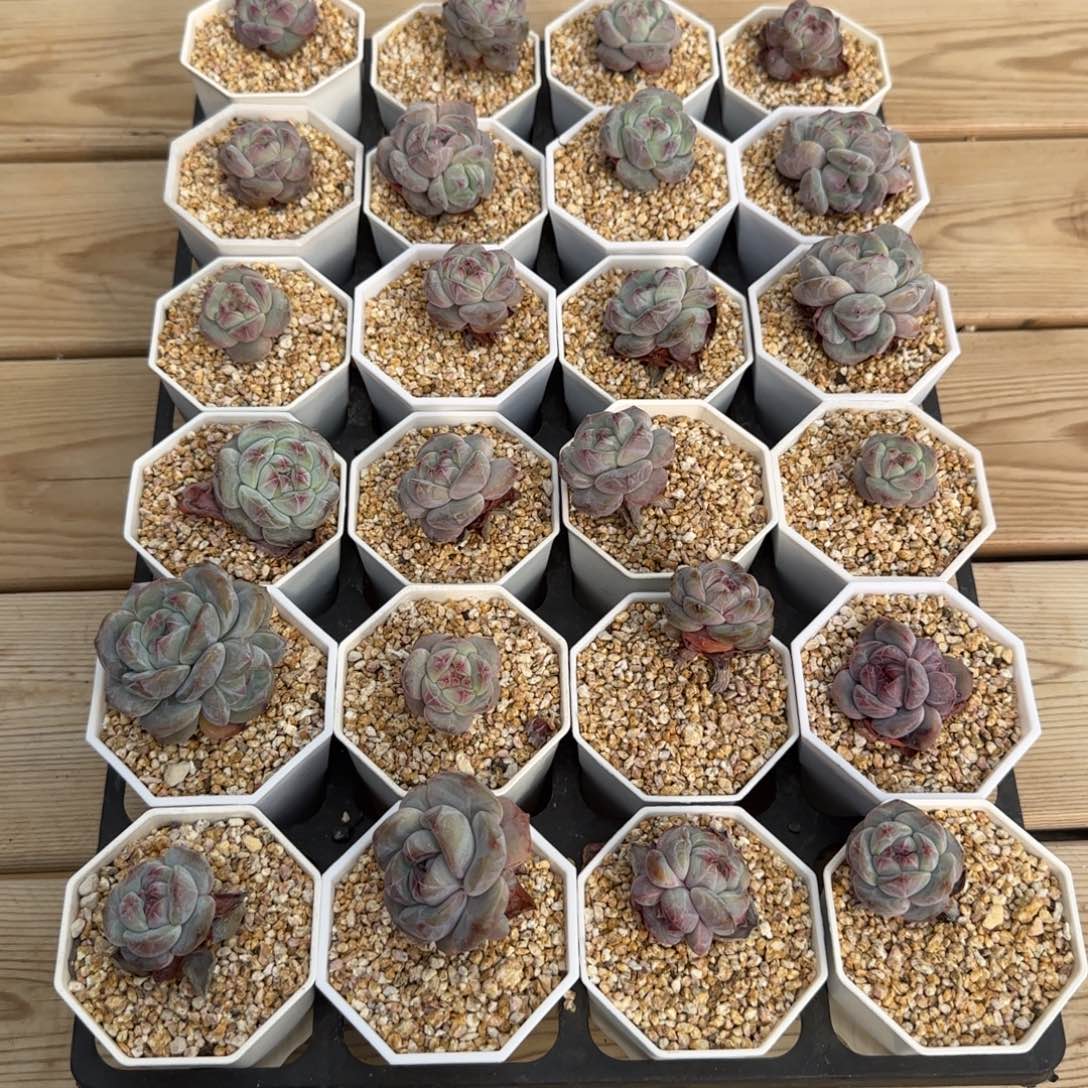 24颗突尼斯星影发货多肉