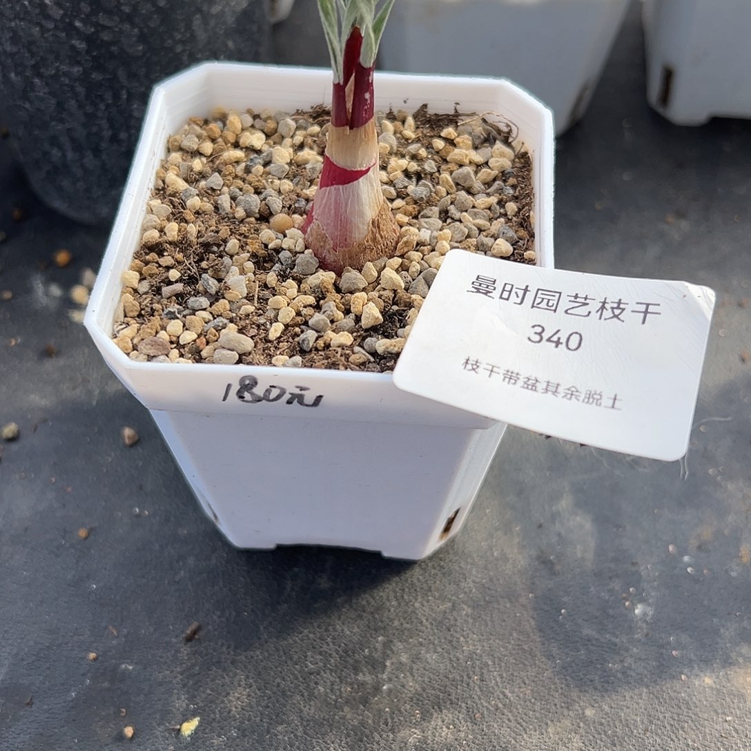 疯*?340号g属带毛弹簧草12.9多肉