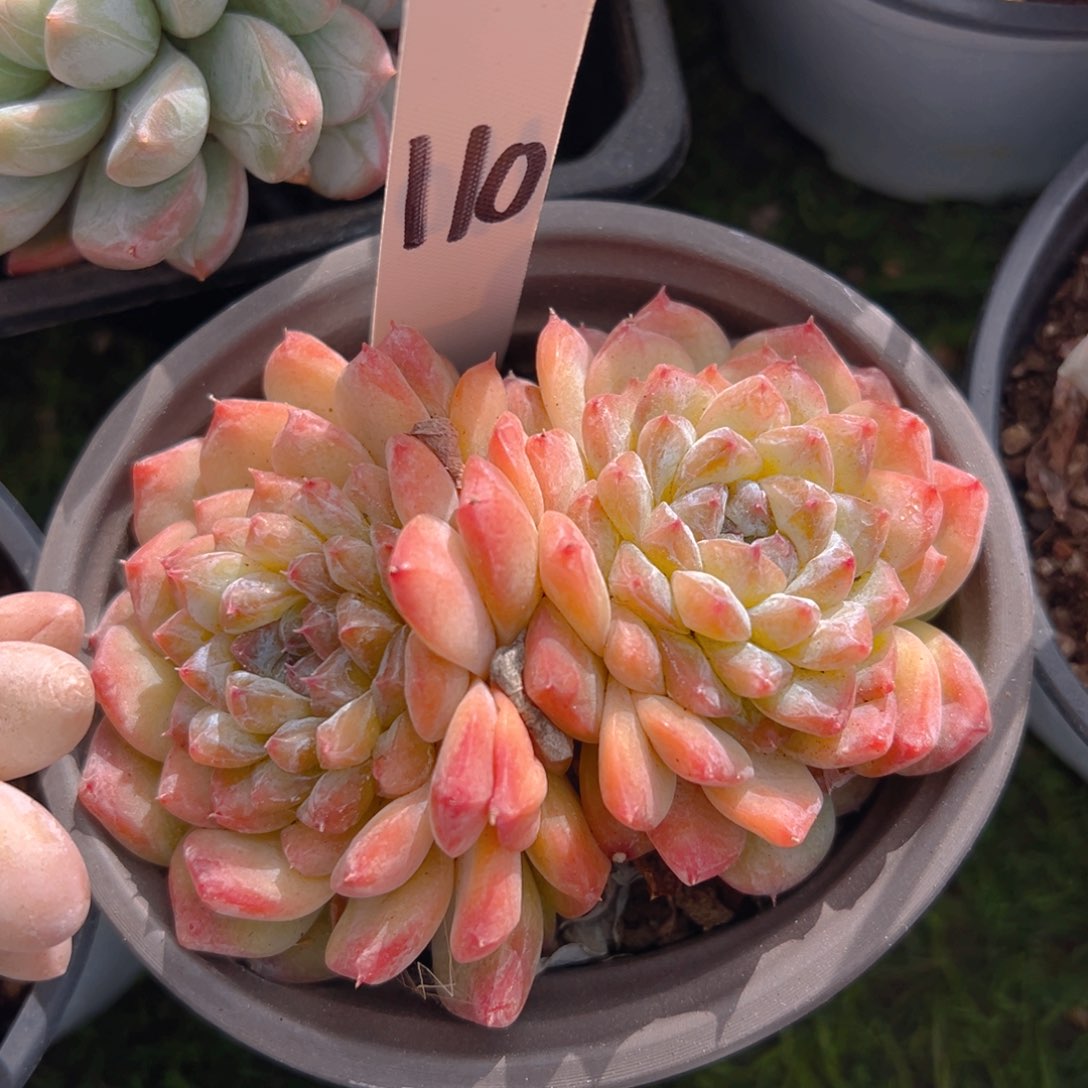 福利来了来啦打榜啦打