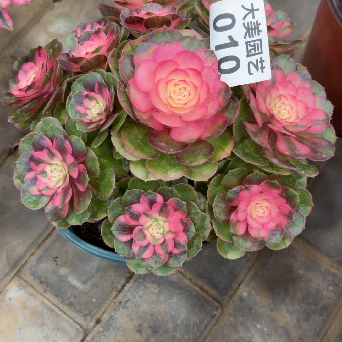 Z***z荔枝老桩010肉肉肉肉肉