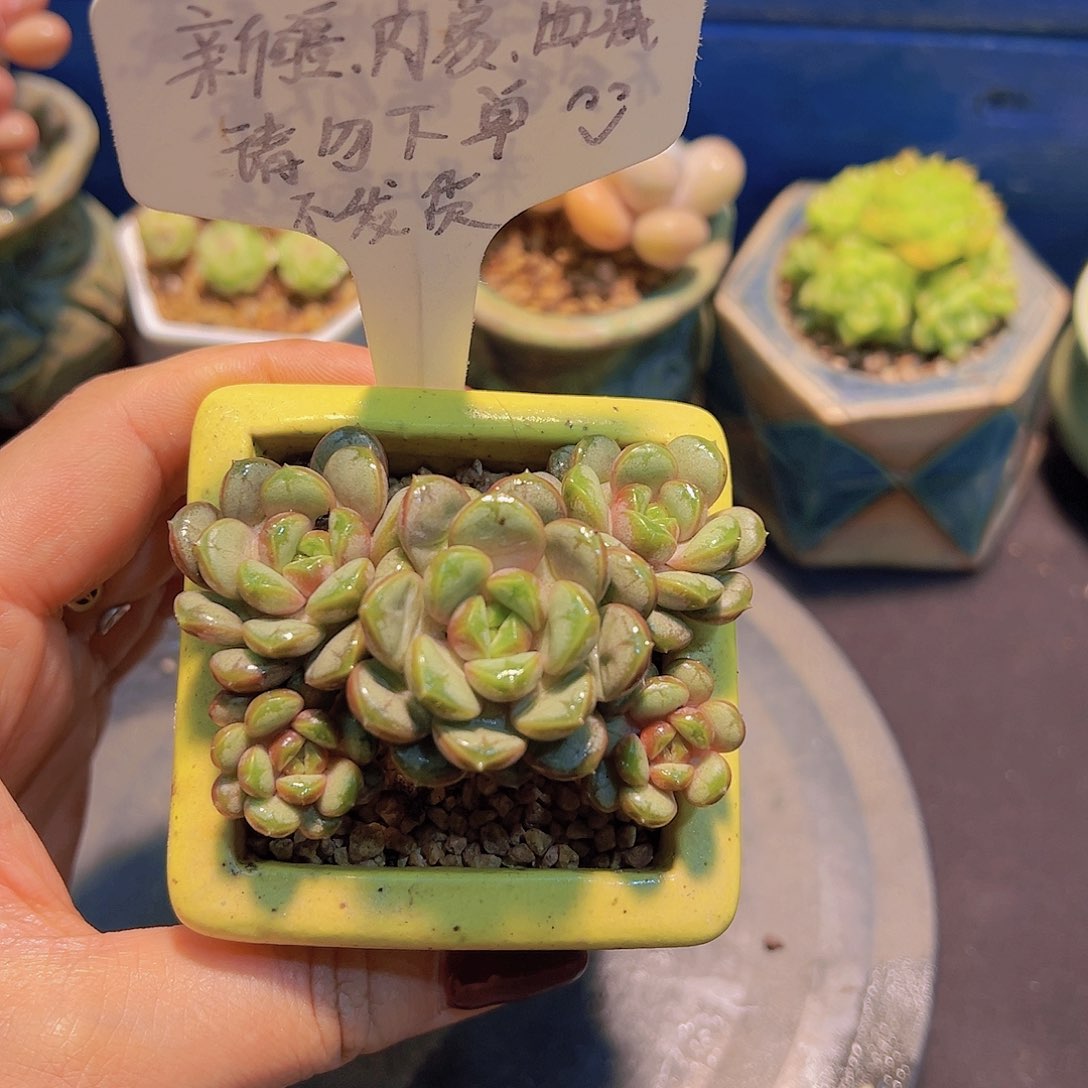 姬葡萄，多肉植物，