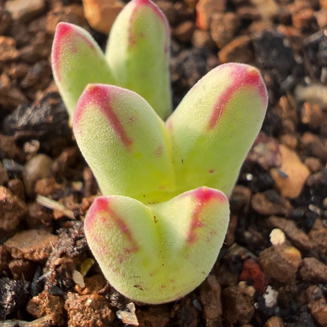 10年拆株985母本群多肉