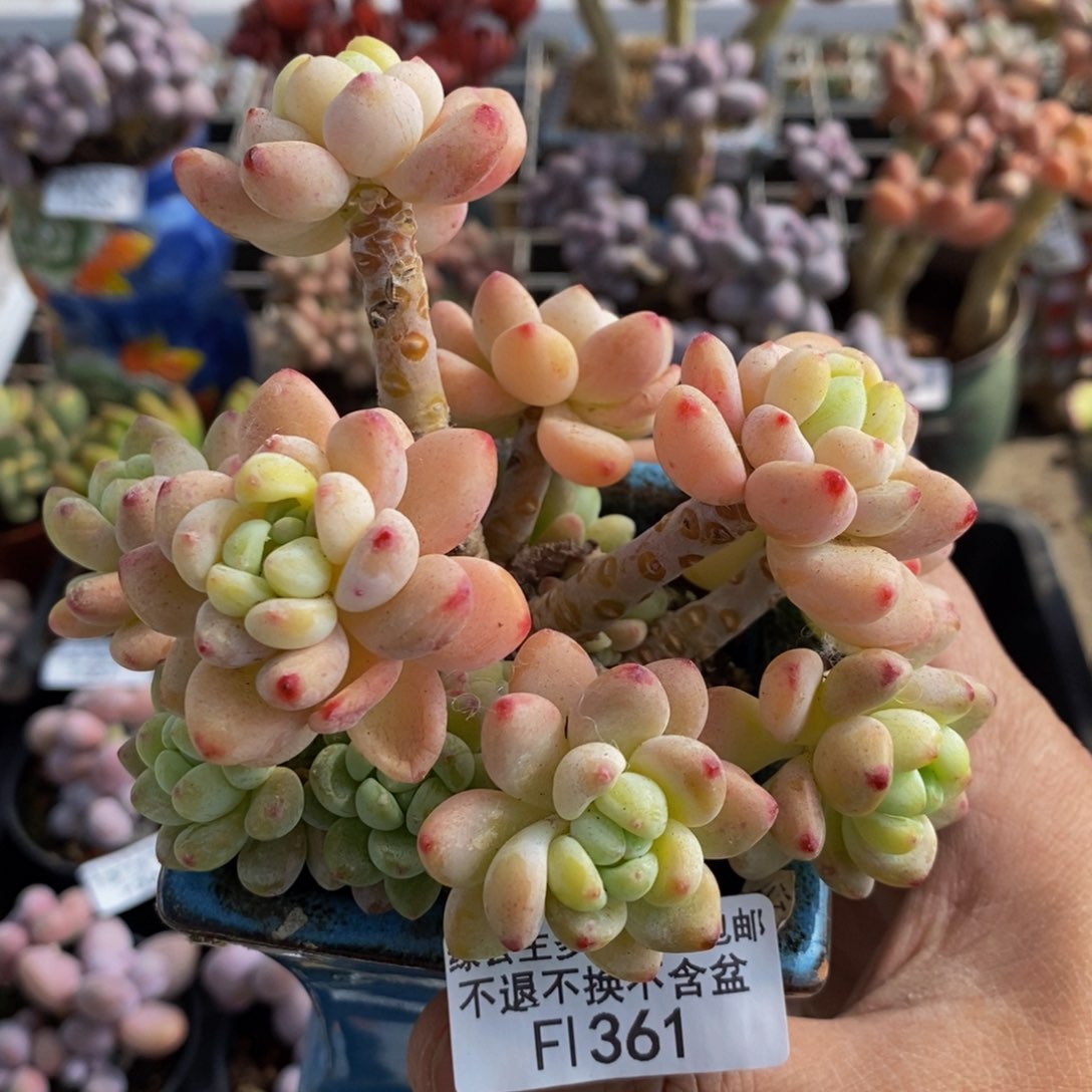 361樱花罗琦10cm多肉