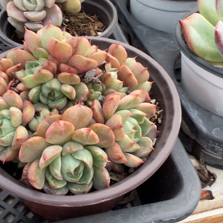 拉巴特锦多肉植物461