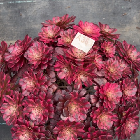 363血姬朵朵40厘米左右有断枝