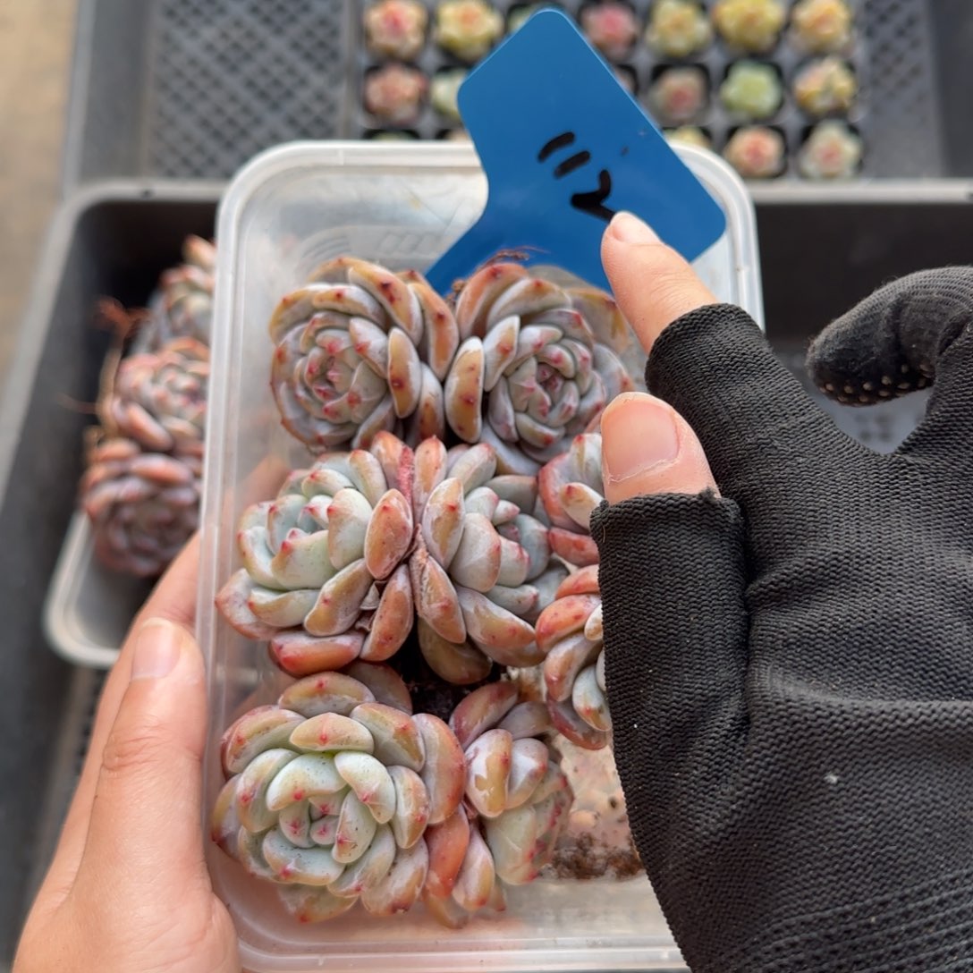 112冰玉哈哈哈哈哈哈