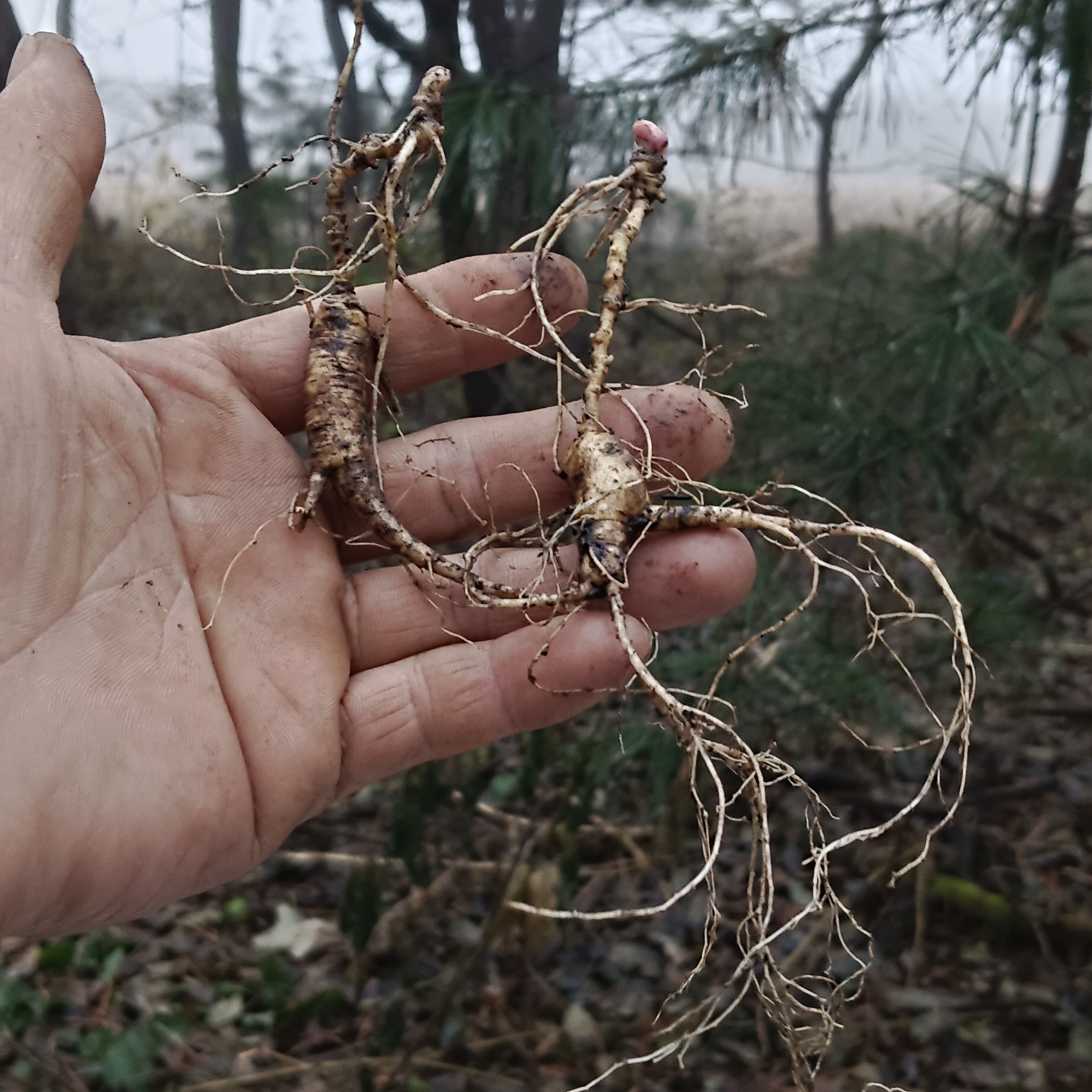 吉林山参原产地直发 煲汤泡酒送礼