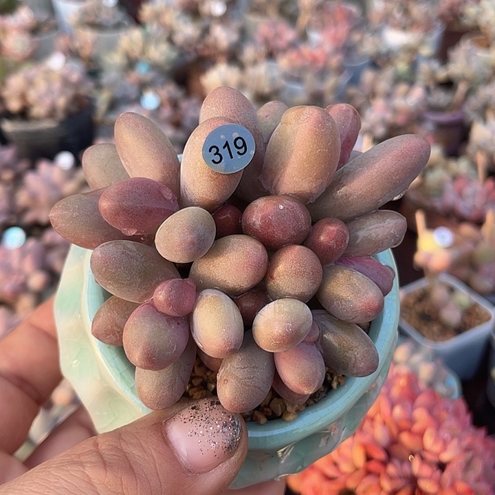 糖果美人 脱土发货 7口盆