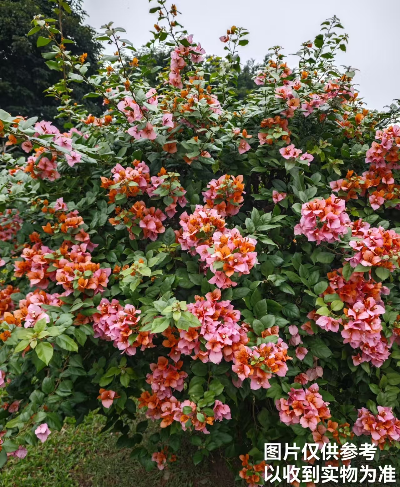 【变色龙】三角梅四季开花盆栽阳台基地直发