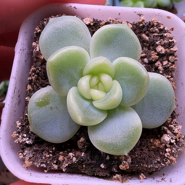 瑶兔单头开播福利