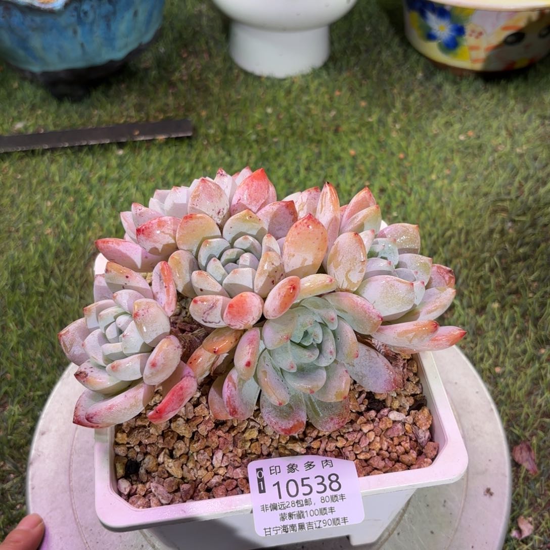 多肉植物10538fgggg