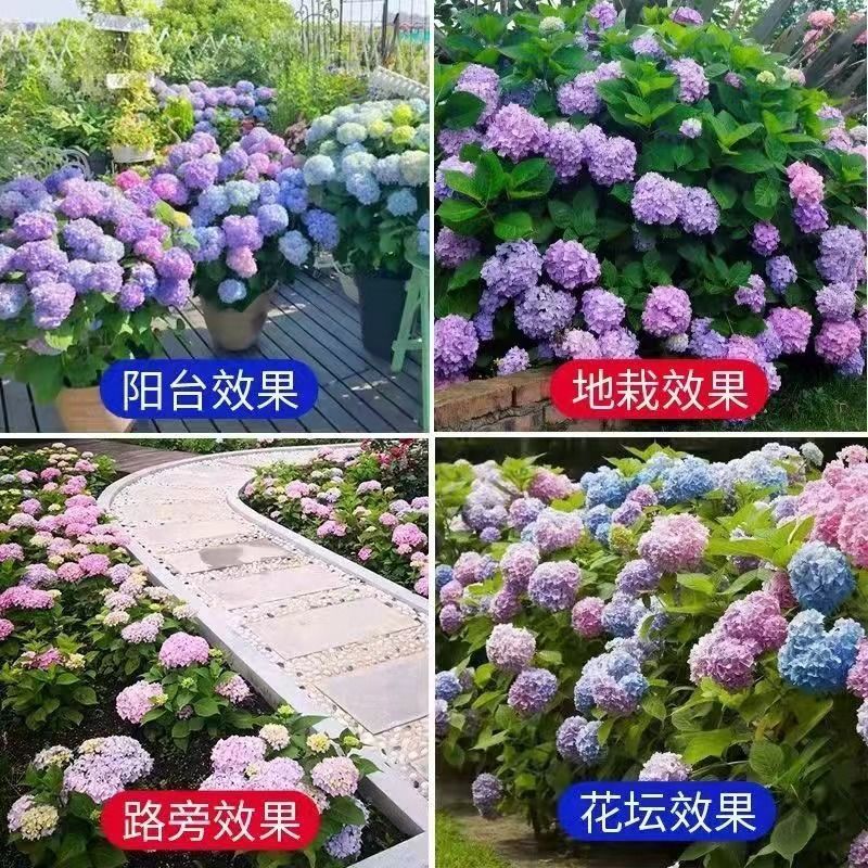 绣球花苗盆栽庭院花玫红妈妈盆栽绣球大苗无尽夏绣球室卉室外庭院