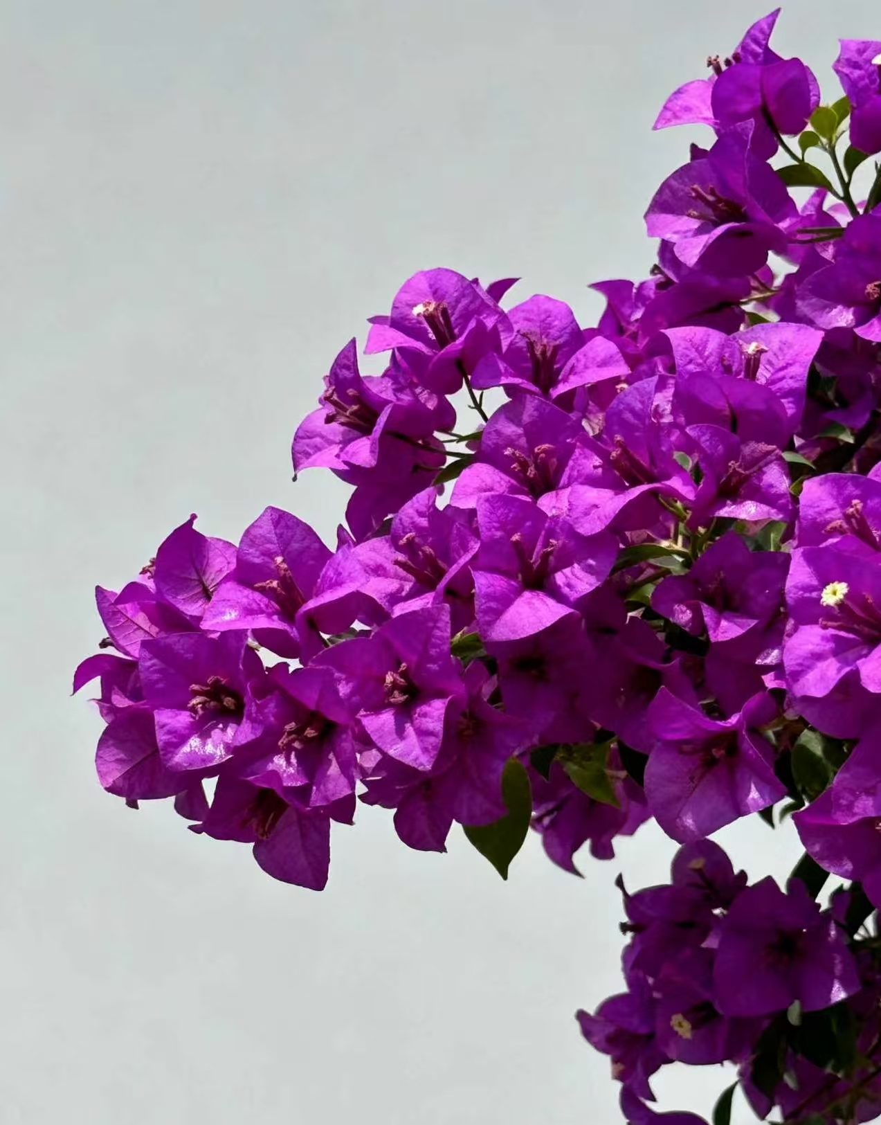 云南紫（运输途中掉花掉叶甚至光杆介意勿拍）