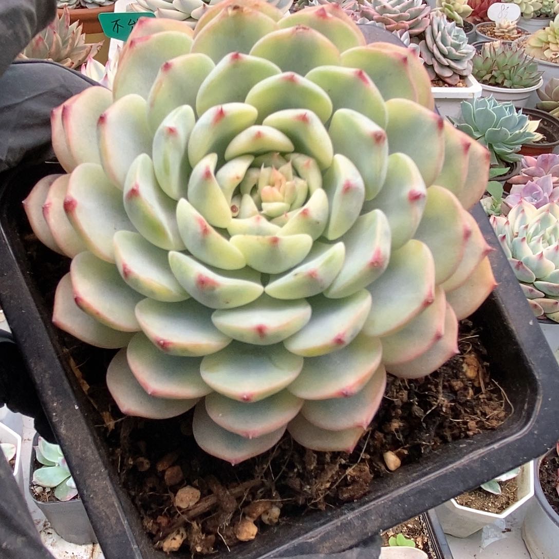 160姬莲锦锦锦锦锦锦锦