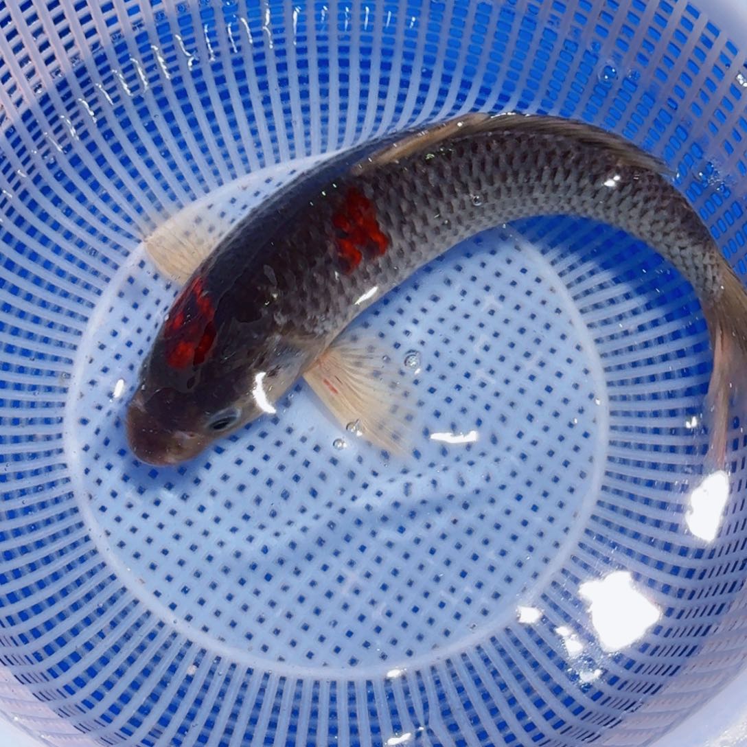 锦鲤精品甄选血统锦鲤