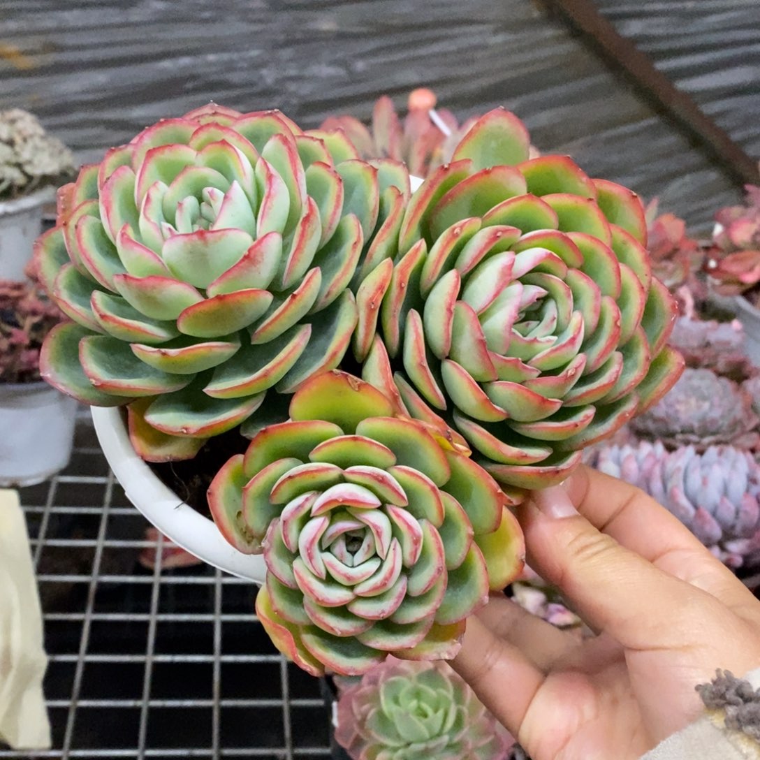 晨露三大头起发老桩