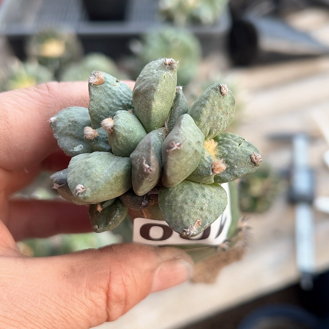 002双头怒涛新年快乐mm