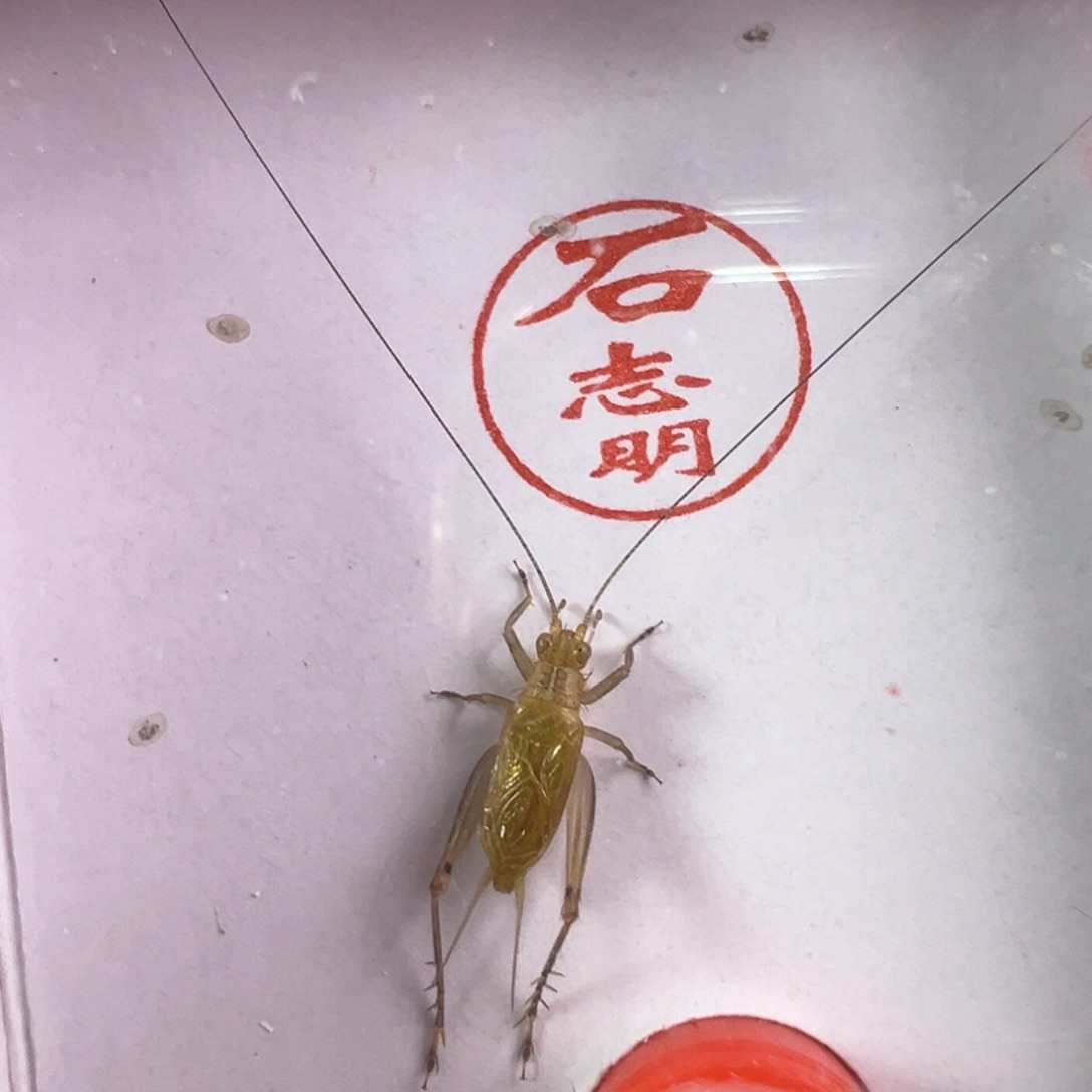 蟋蟀漂亮大黄蛉一只合适