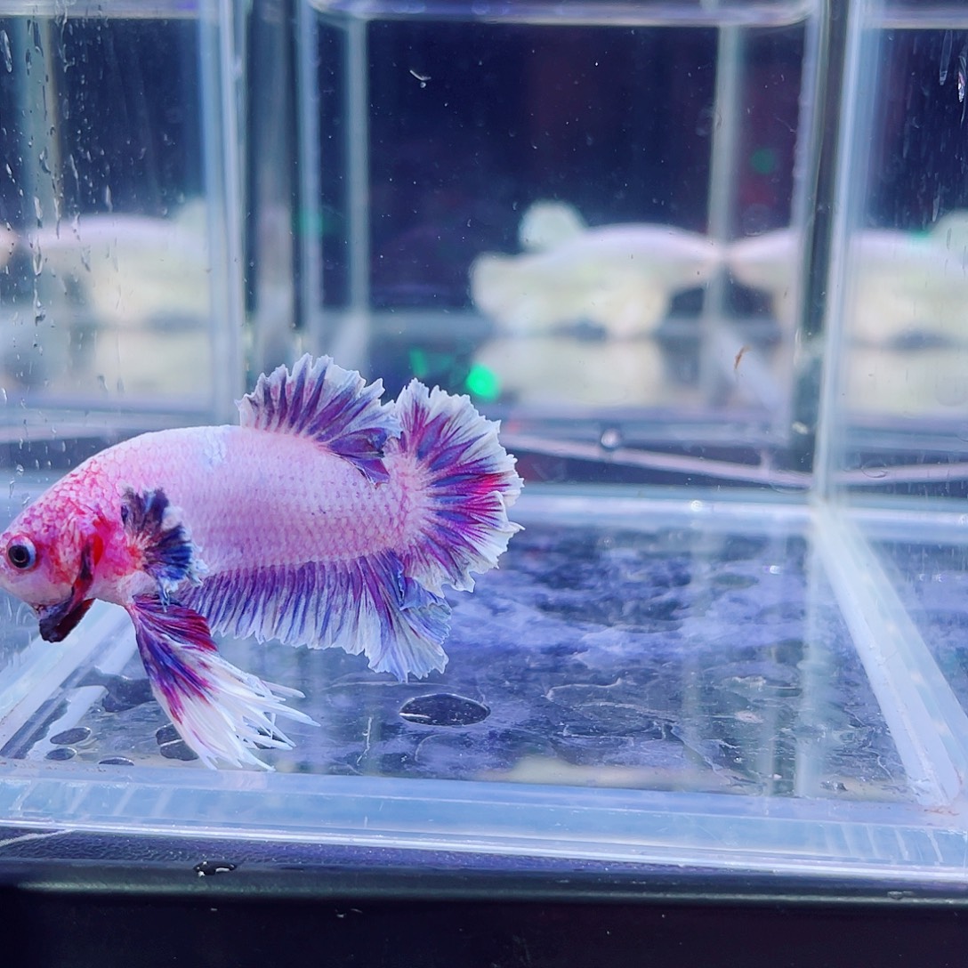 斗鱼印尼斗鱼跑单小黑屋077