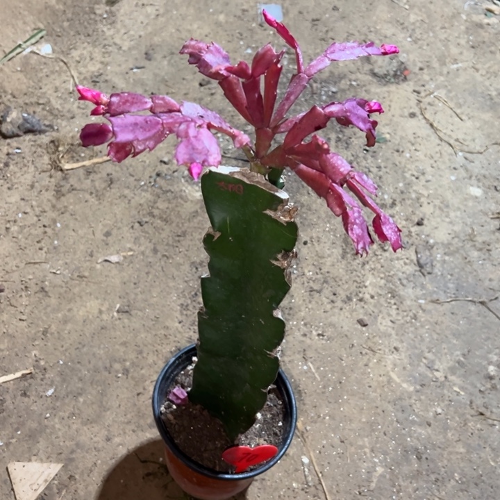 通***姐当前无花栽培后可以开花太阳70