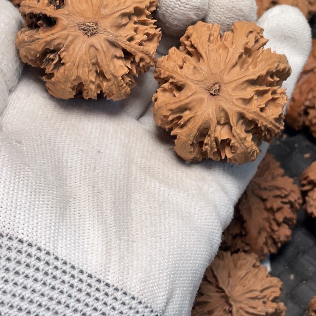 用***1把件桃核66 秦岭灯笼野生小众