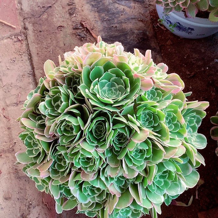 白凤捧花，多肉植物