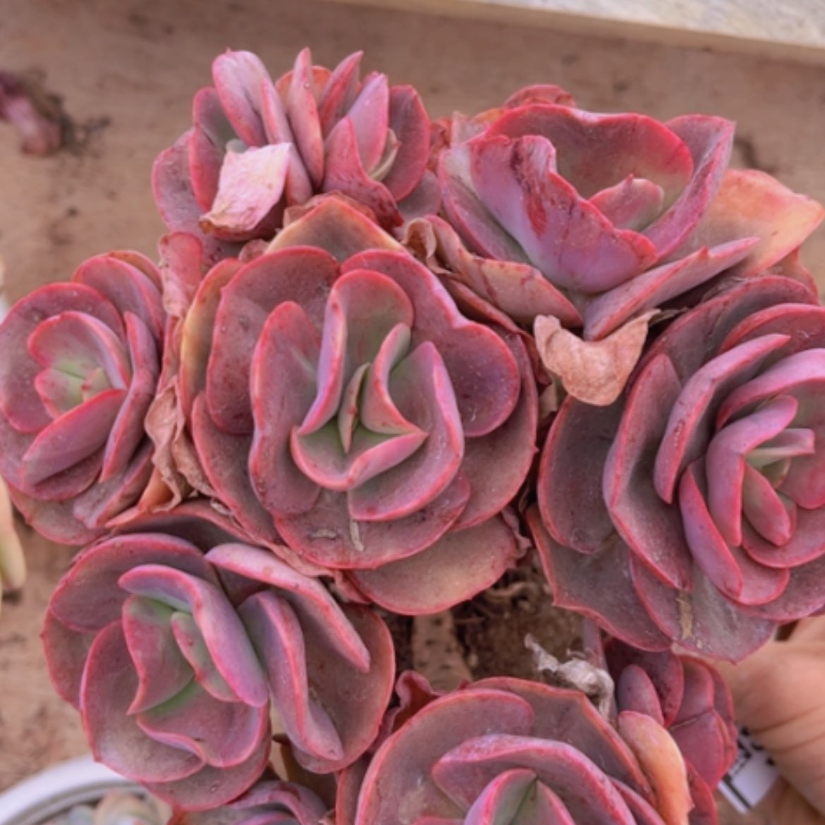 【闪购商品】初吻16125