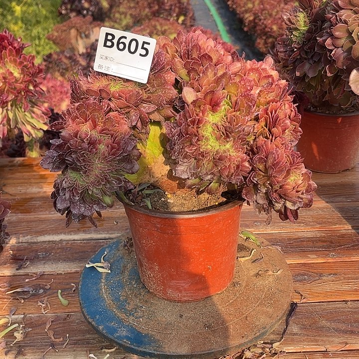 暖*605万缀包邮法师