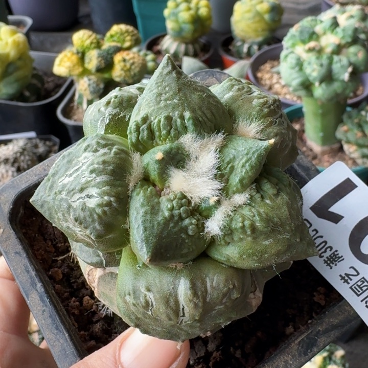 901大尤怒涛牡丹仙人球